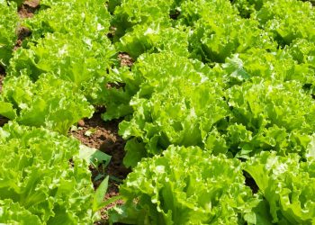 Essa hortaliça leve e rica em água é estudada pela ciência por seus nutrientes que ajudam na saúde digestiva e cardiovascular e ainda pode ser cultivada em casa