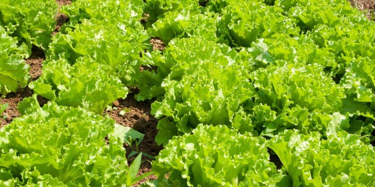 Essa hortaliça leve e rica em água é estudada pela ciência por seus nutrientes que ajudam na saúde digestiva e cardiovascular e ainda pode ser cultivada em casa