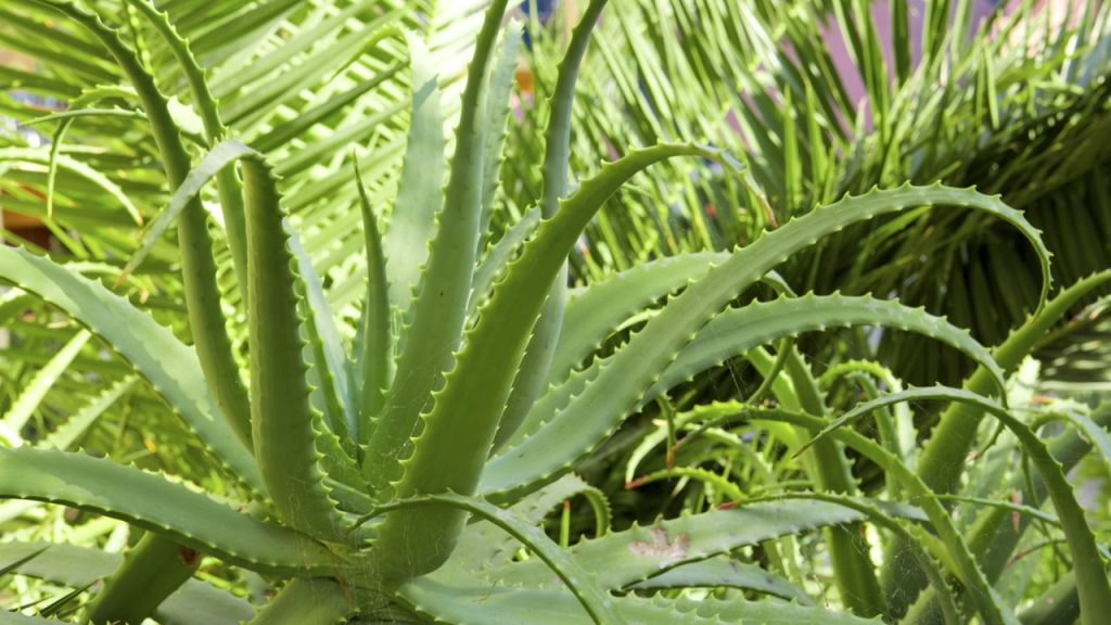 A planta natural que melhora a digestão, alivia inflamações e hidrata a pele