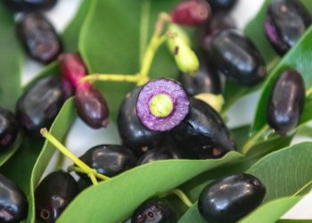 Essa fruta famosa é poderosa e pouca gente aproveita como deveria
