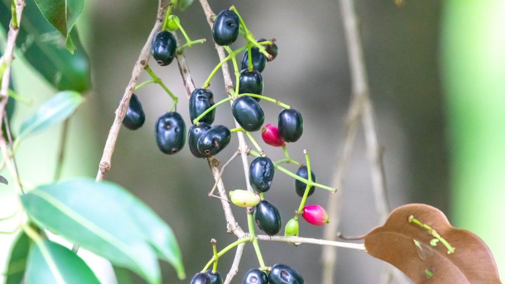 Essa fruta famosa é poderosa e pouca gente aproveita como deveria