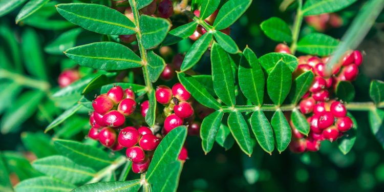 A planta que cuida do seu estômago e deixa sua pele muito mais bonita