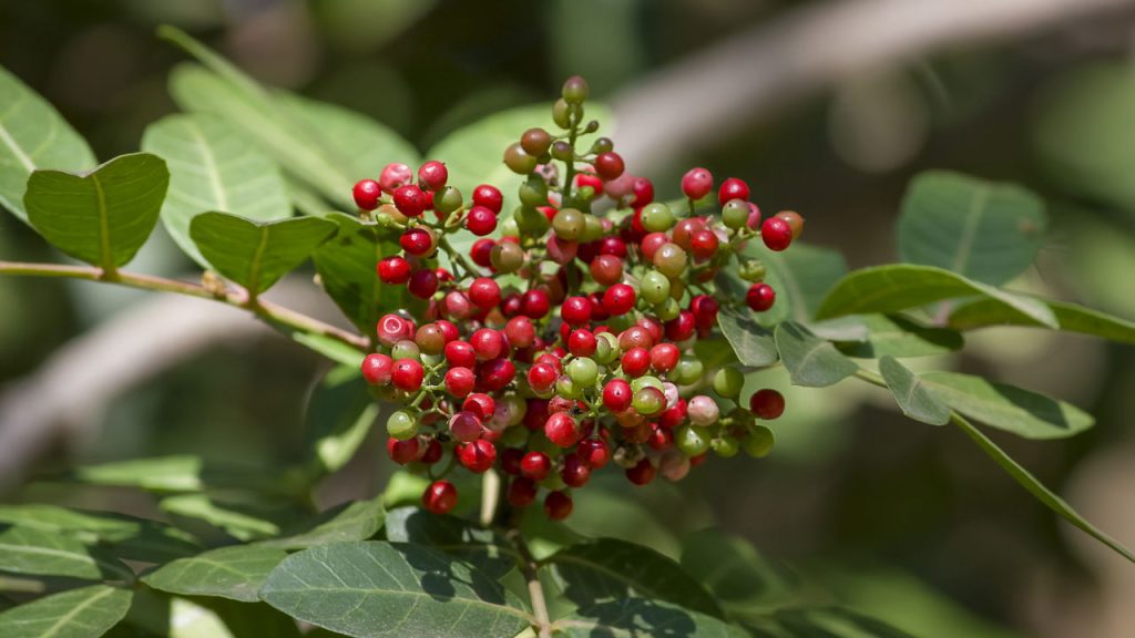 A planta que cuida do seu estômago e deixa sua pele muito mais bonita