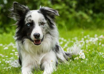 Motivos que fazem do Border Collie o cão mais inteligente