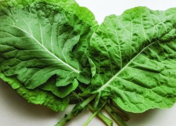 A melhor hortaliça para iniciantes na jardinagem está na sua cozinha