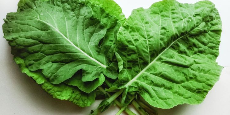 A melhor hortaliça para iniciantes na jardinagem está na sua cozinha