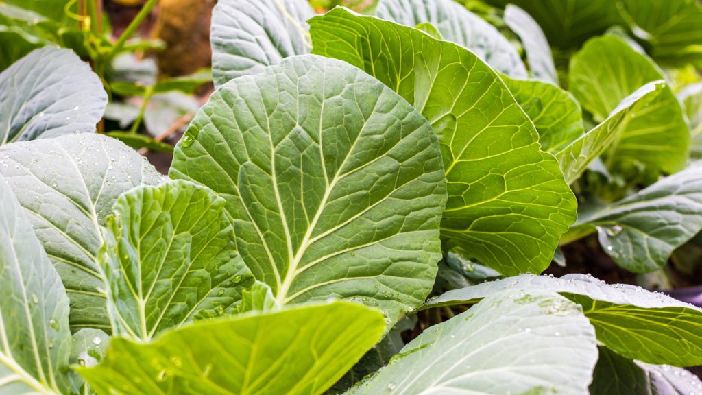 A melhor hortaliça para iniciantes na jardinagem está na sua cozinha