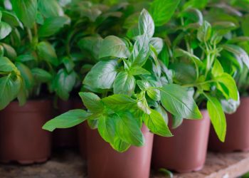 Plante manjericão no jardim: a erva que perfuma o ar e afasta mosquitos naturalmente