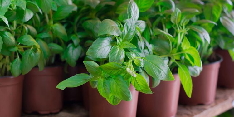 Plante manjericão no jardim: a erva que perfuma o ar e afasta mosquitos naturalmente