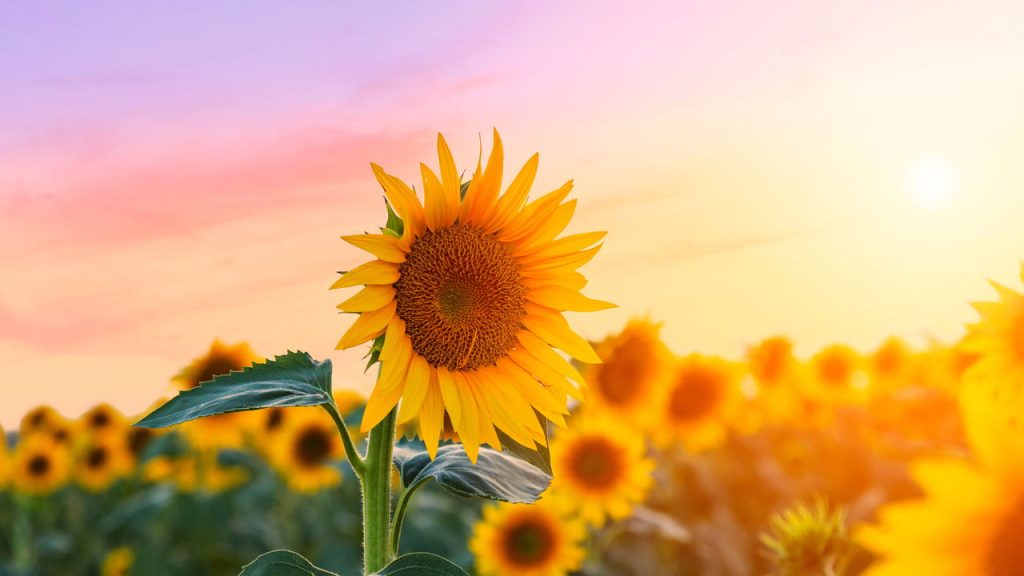 Como Plantar Girassol em casa e deixar seu cantinho mais alegre