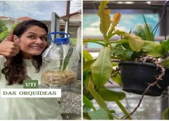 Ana Paula Lino, “UTI das Orquídeas”