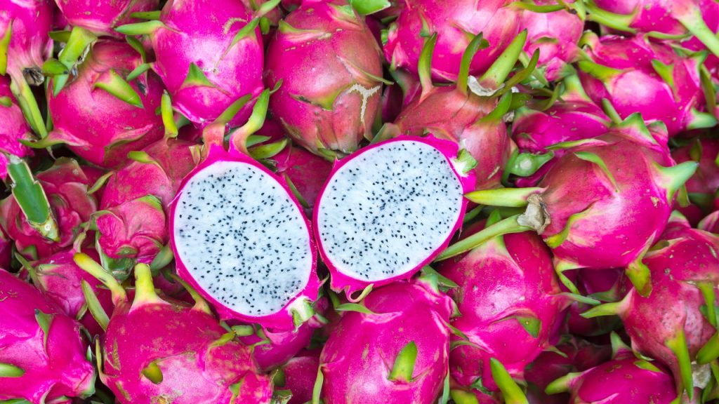 Como plantar Pitaya em casa de maneira prática