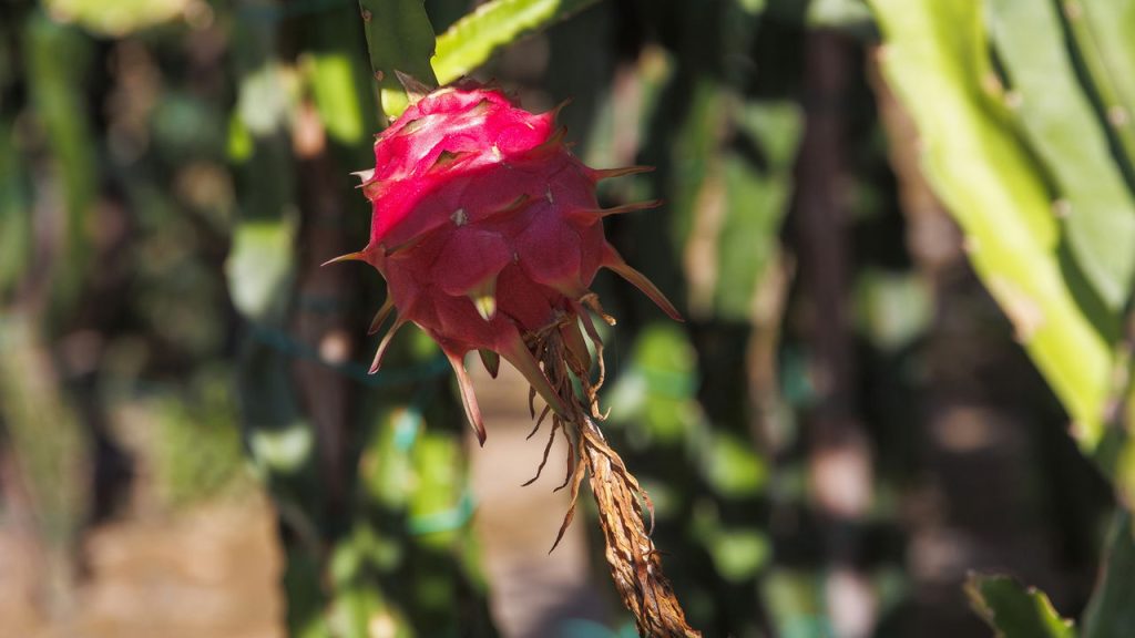 Como plantar Pitaya em casa de maneira prática