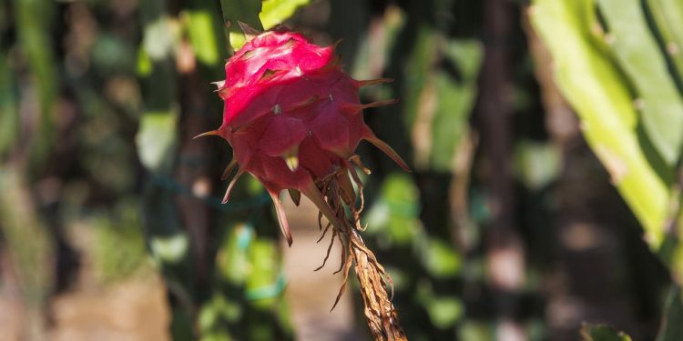 Como plantar Pitaya em casa de maneira prática
