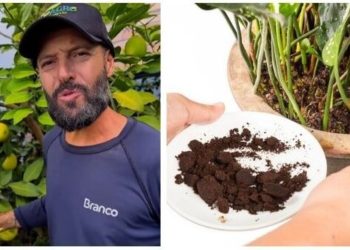 Samyr Chuluc, “Suas frutíferas carregadas de frutos com essa dica”