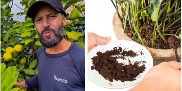 Saiba como ter árvores frutíferas carregadas de frutos apenas com essa dica / Foto: (Fonte/Instagram @mundojardinagem_ / Créditos: depositphotos.com / Thamkc)