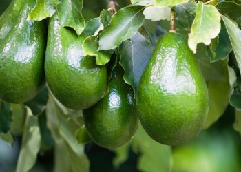 O fruto cheio de gorduras boas que protege o coração e cresce fácil em casa