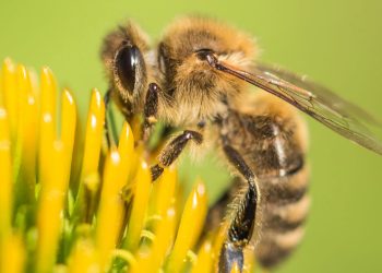 O método mais gentil e eficaz para manter abelhas longe de casa