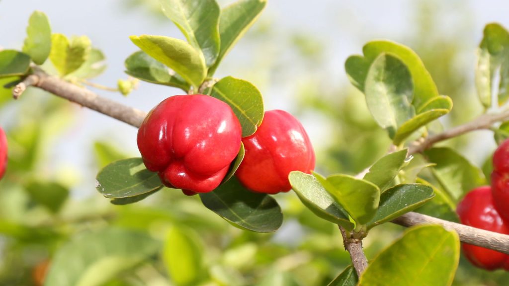 A fruta nutritiva que cuida da sua pele e pode ser cultivada até em vasos