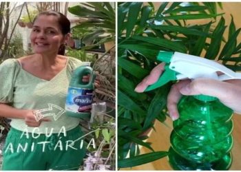 Ana Paula Lino, “Você já usou água sanitária nas suas plantas? É hora de usar”