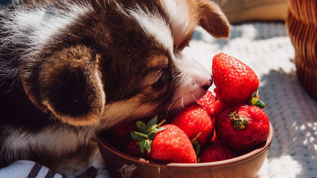 Esses alimentos comuns na mesa dos brasileiros podem ser fatais para cães e gatos mesmo em pequenas quantidades