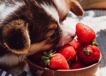 Esses alimentos comuns na mesa dos brasileiros podem ser fatais para cães e gatos mesmo em pequenas quantidades