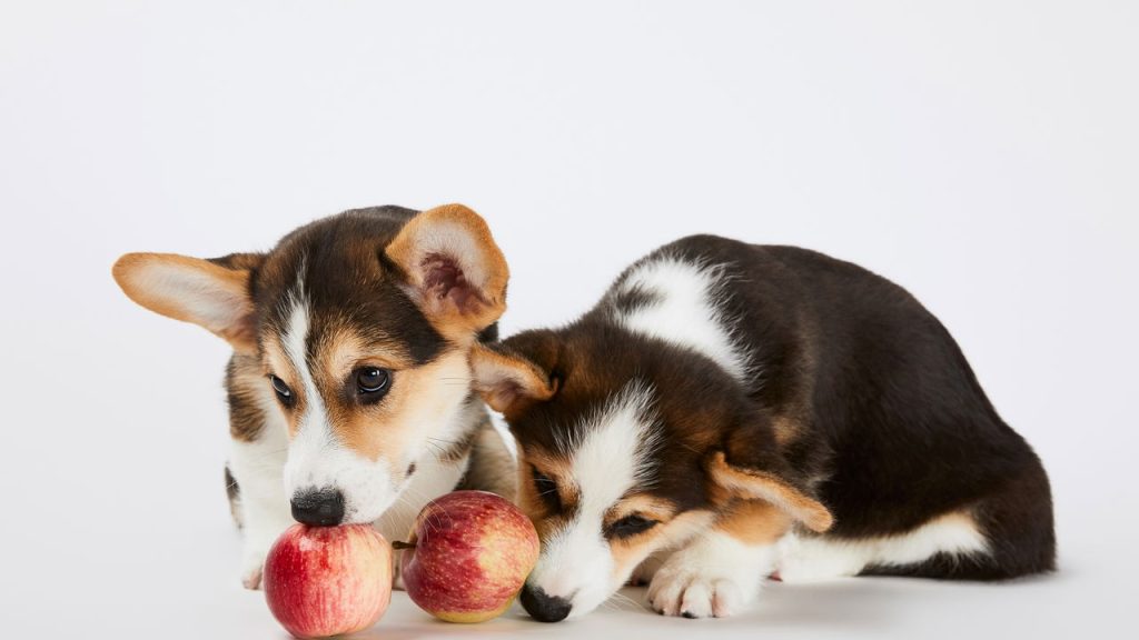Alimentos que pets amam e você nem imaginava