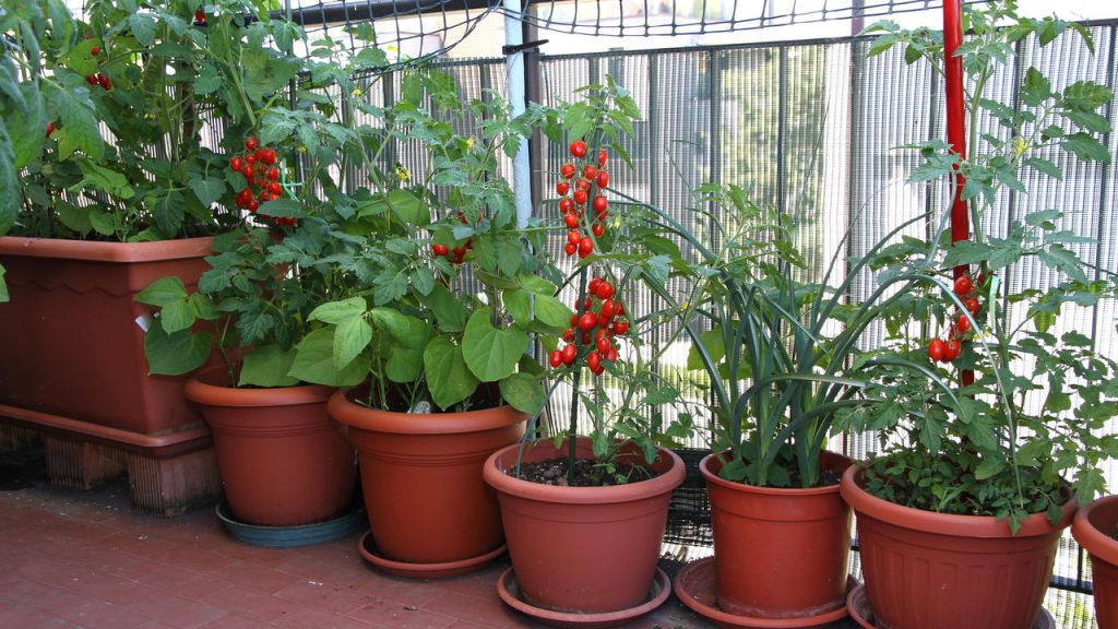 Seu quintal pequeno pode virar um jardim dos sonhos com essas plantas