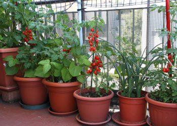Seu quintal pequeno pode virar um jardim dos sonhos com essas plantas