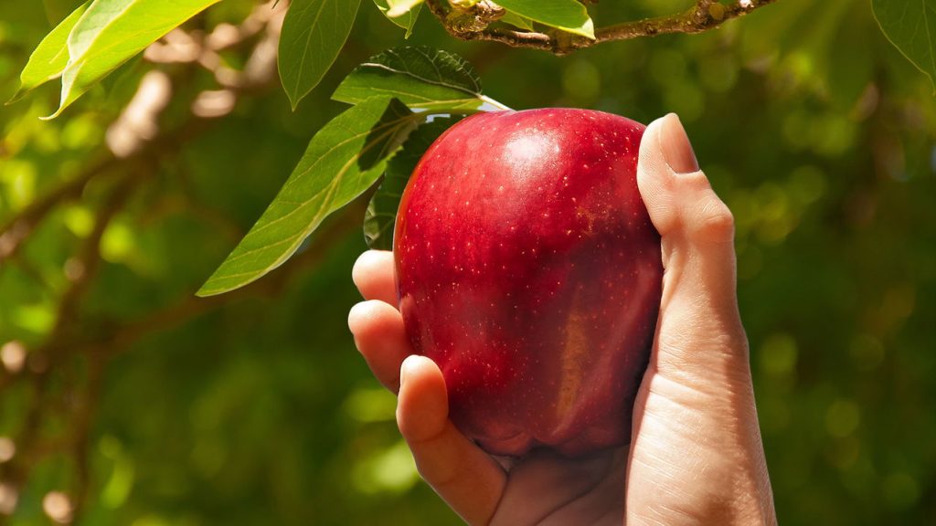 As frutas mais poderosas para emagrecer e cultivar na sua casa