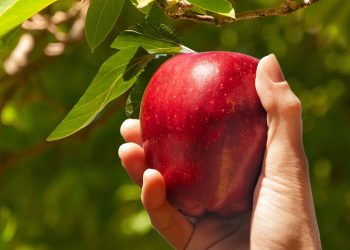 As frutas mais poderosas para emagrecer e cultivar na sua casa