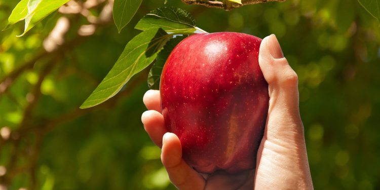 As frutas mais poderosas para emagrecer e cultivar na sua casa