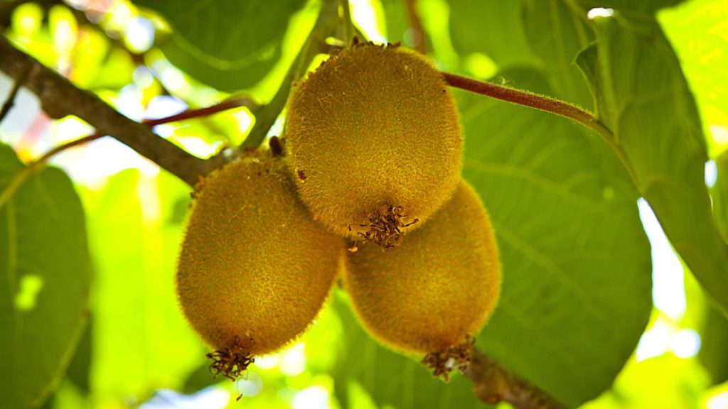 Como plantar Kiwi em sua casa de forma simples