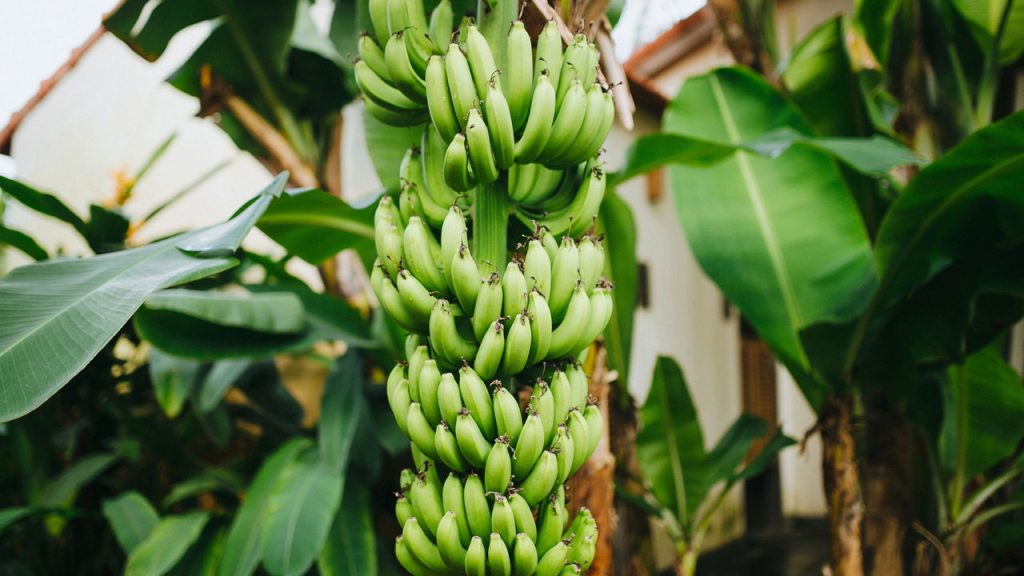 Como plantar banana em casa com passo a passo simples