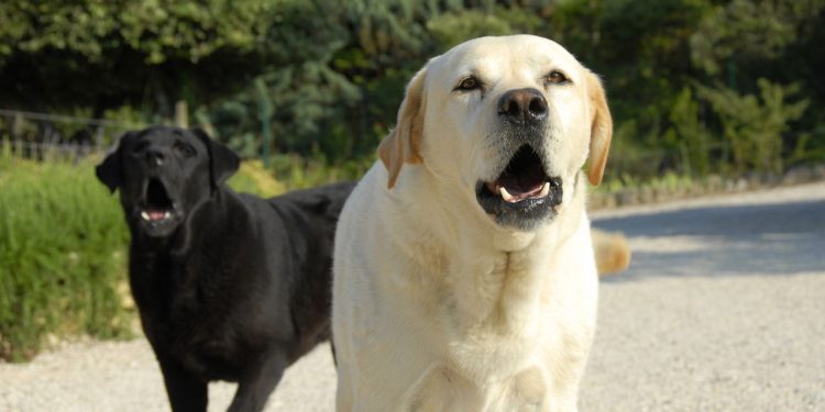 5 motivos que explicam os latidos excessivos do seu cachorro e como agir