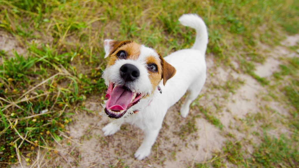 5 motivos que explicam os latidos excessivos do seu cachorro e como agir