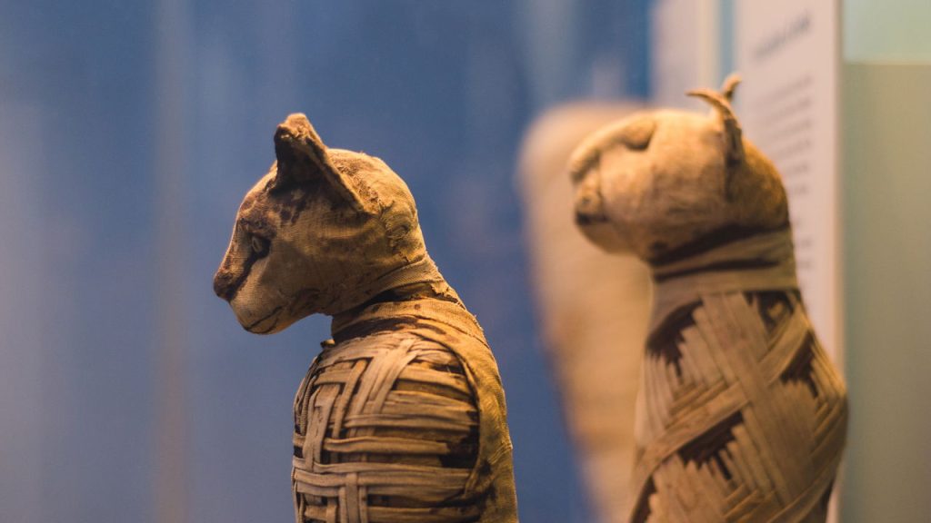 Como os gatos conquistaram os humanos há milênios