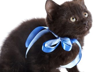 A história que transformou o gato preto em símbolo de mistérios