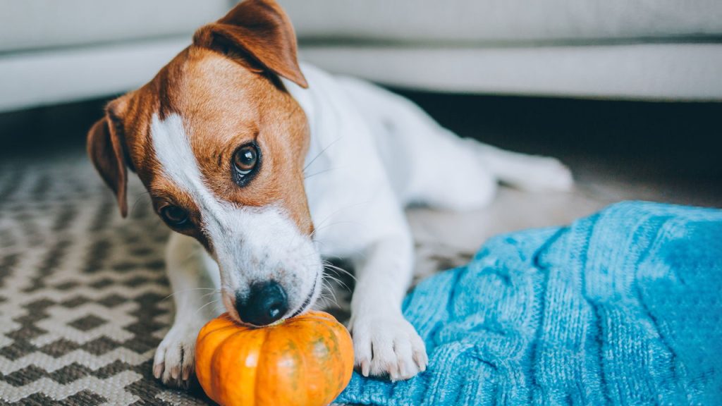 Alimentos inusitados que cães e gatos adoram comer