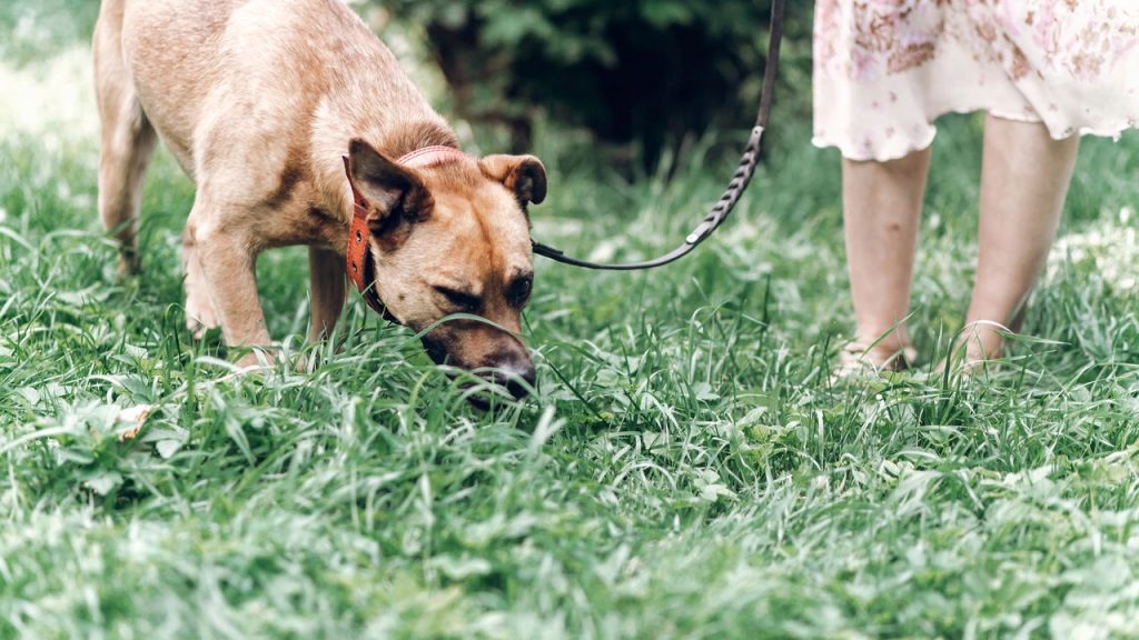 Cientistas revelam por que o olfato dos cães é quase sobrenatural
