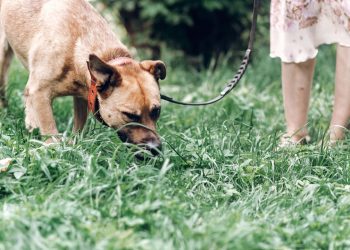 O segredo de 15 minutos que transforma o comportamento do seu cachorro