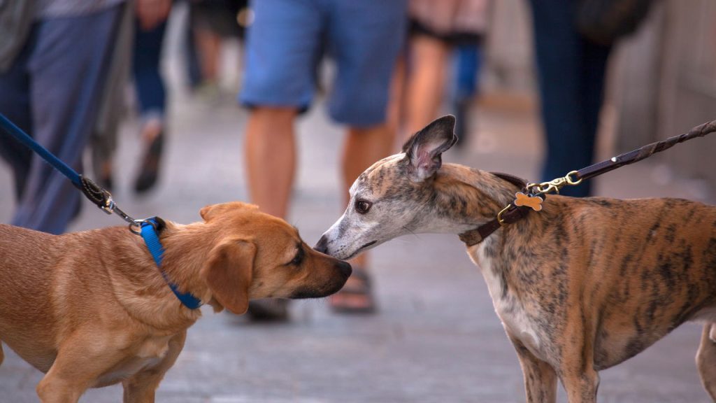 Cuide do seu cão com passeios seguros que garantem saúde e felicidade