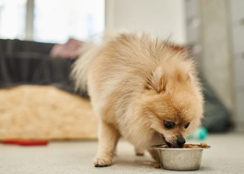 Este é o melhor horário para alimentar o seu cachorrinho