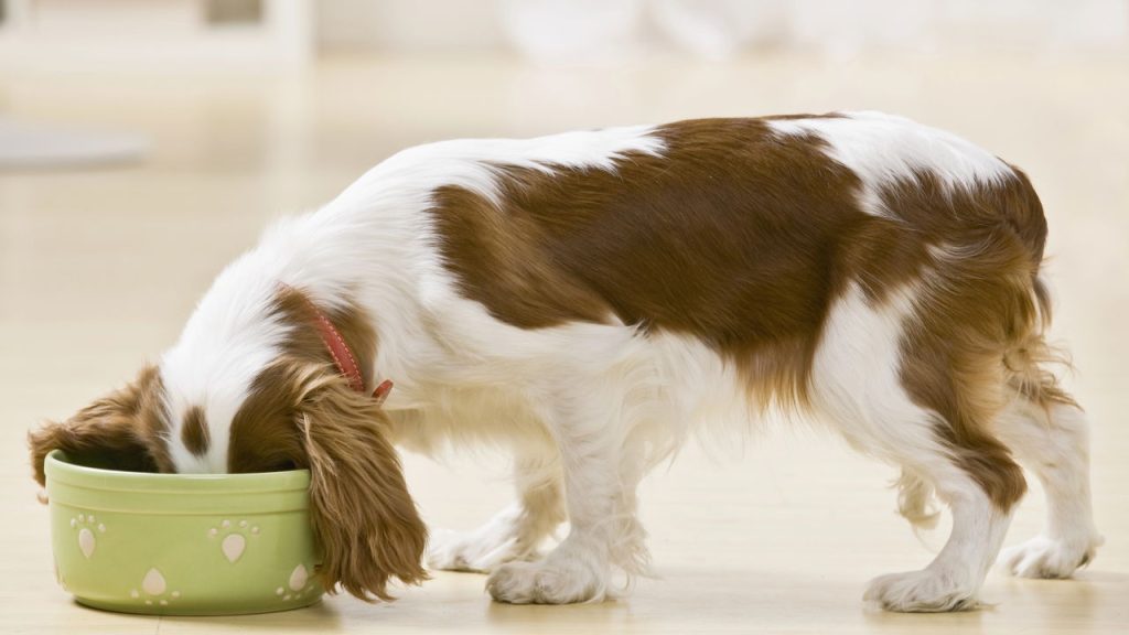Este é o melhor horário para alimentar o seu cachorrinho