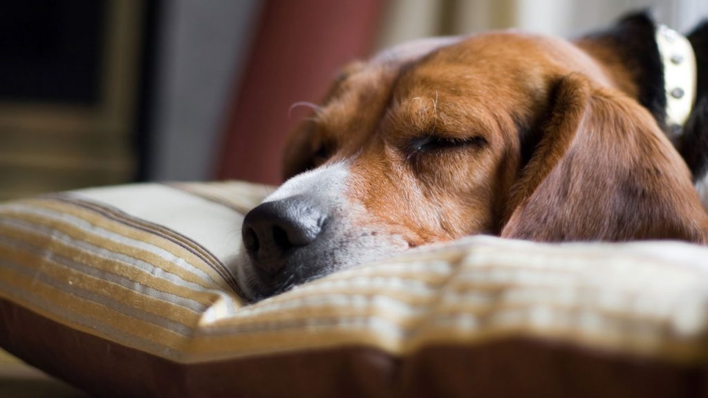Cachorros sonham com donos e a ciência explica como isso acontece