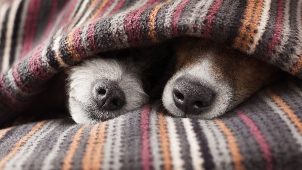 A melhor forma de proteger seu cão do frio enquanto ele dorme