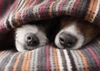 Onde os cães devem dormir nas noites frias, segundo especialistas?