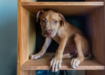 Adolescência canina é real e saber lidar com ela muda tudo