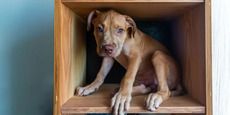 Adolescência canina é real e saber lidar com ela muda tudo