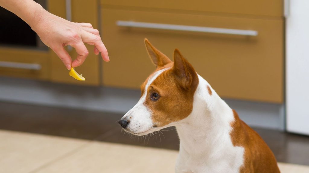 Comportamentos estranhos nos pets que você não pode ignorar